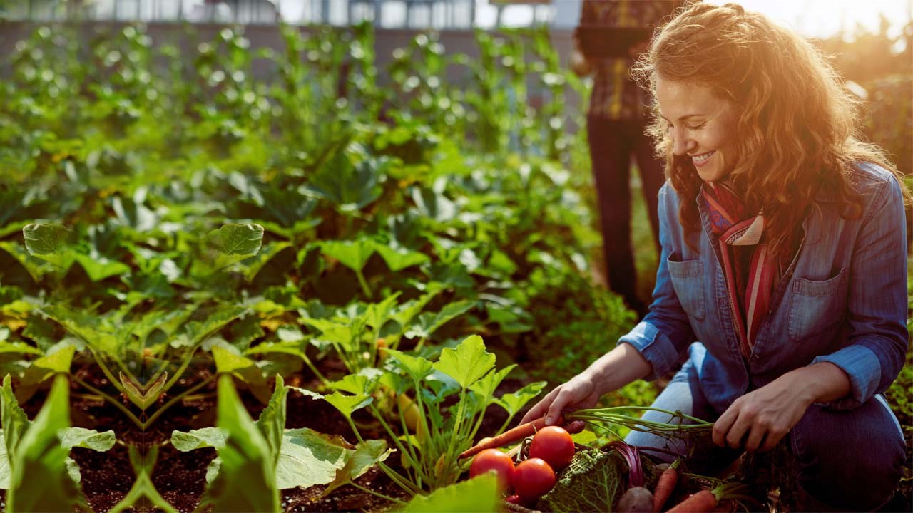 Frau erntet Gemüse auf dem Feld des Kleingartenvereins